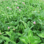 Intensyvūs žolių mišiniai