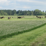 Įsėjimas, durpynai Country G 2001