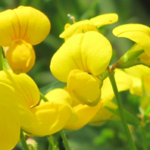 Paprastasis gargždenis LEO