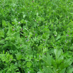 Vasariniai vikiai Hanka