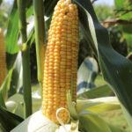 Ankstyvos veislės FAO 130-190