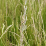 Ankštinės ir varpinės pašarinės žolės