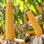 Vėlyvos veislės FAO 230-260