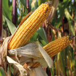 Vidutinio ankstyvumo veislės FAO 200-220